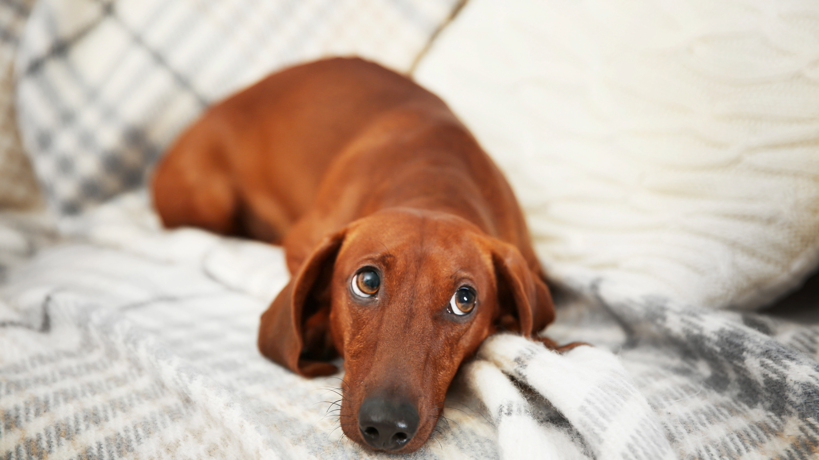 ULI Pet Lifestyle Dog Relaxing 