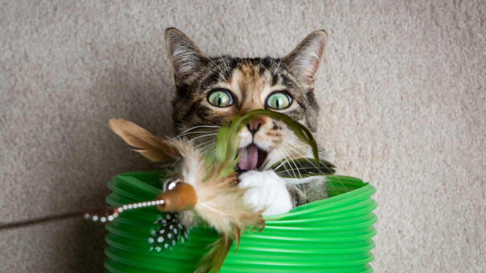 Resident Benefit Paw Pals Pet Services 