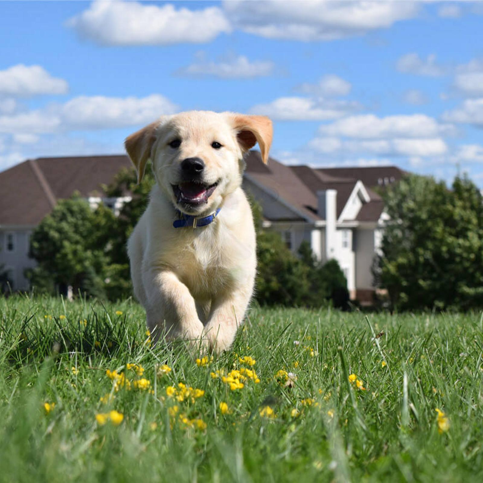 Resident Benefit Paw Pals Pet Services 